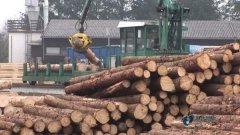 體育木地板的力學性質